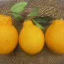 신선팜스 이미지