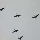 맥도주유소 이미지