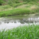 연못 속 풍경 이미지