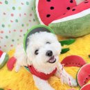 놀러오개 애견 유치원 애견 호텔 | [놀러오개 수원세류점] 애견유치원/애견호텔 🍉“수박 사세요~!”