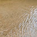 생명의 소리 이미지