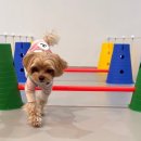 모여라 댕댕 이미지