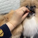 댕냥이 점빵 이미지