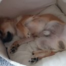 호암낚시터 이미지