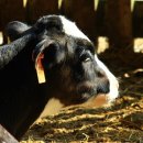 은아목장 이미지