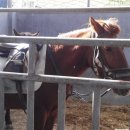 부안아리울승마장 이미지