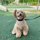 (주)베러펫 | 강아지목줄 아이그로 베러워크 강아지 켁켁거림 없는 쿠션목줄