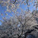 카이스트 | 4월의 카이스트 벚꽃 만개 후기 주차팁 도시락 싸서 강아지랑 신랑이랑 봄나들이 소풍