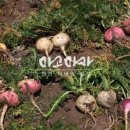 마카 트레이닝 이미지