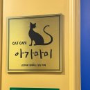화성에서 가까운 수원 영통 아가마미 고양이카페 아이와 주말 이색데이트