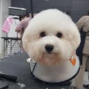 큐브애견미용학원 이미지