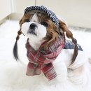 로지독 이미지