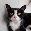 What should i name my cat? 이미지