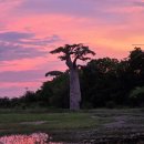 바오밥나무 이미지