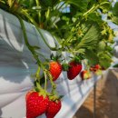 장태산농장 이미지