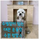 강아지언니 | 수원 강아지 수영장이 있는 멍캉스 대관 후기