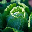 기쁨농장 이미지