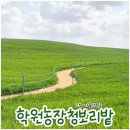 전북 고창 학원농장 청보리밭 유채꽃 실시간 후기, 축제 정보(25.04.13)