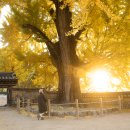 금시당백곡재 은행나무 이미지