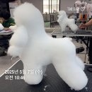 애완견 미용의 모든 것을 배울 수 있는 곳, 추건우애견미용학원!
