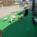 들어오시개 | 양평애견호텔&amp;양평애견샵 추천 <들어오시개> 방문후기