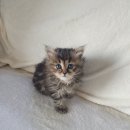 오독안심분양센터 강아지분양 고양이분양 대구점 이미지