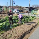 배추뽑기 야채거름주기 젖걸르기 이미지