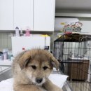 참동물의료센터 이미지