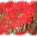 허브내음 이미지