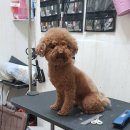 푸드리푸드