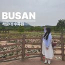 해운대자연유치원 | 해운대 수목원 장미축제 꽃구경 실시간 개화현황 부산 가볼만한 곳