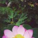 본가소머리국밥
