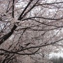 전주동물원 벚꽃 이미지