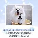 수의사가 만든 피부보습에 좋은 강아지샴푸 닥터라라 펫 수분샴푸