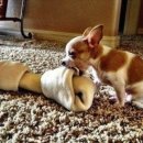 유성동물병원 이미지