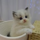 강남 고양이 분양 냥블리 | 믿을 수 있는 고양이 분양샵 강남고양이분양냥블리