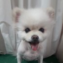 코이독(눈 내리는 강아지마을) 이미지