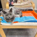 고양이 무마취미용&호텔 무냥무냥 부산서면점 | 대구고양이미용 무냥무냥 방촌점, 스트레스 없는 비듬각질케어 미용후기