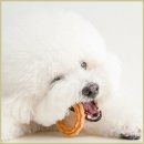 이덴탈 | 강아지 덴탈껌 7개 사서 한 달 써보니 치석 관리가 한결 쉬워졌어요