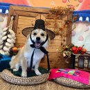 퍼피앤독 이미지