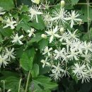 사기소천 이미지