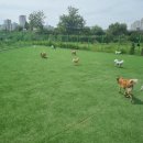 대박펫살롱 이미지