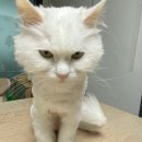 마이펫 애견 미용 | 장모 고양이 셀프미용 애견미용기 럽마이펫 후기썰
