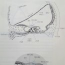 스타키보청기 성남수정센터, 귀의 해부 3. 내이: 와우, 유모세포, 기저막, 청신경 전위