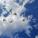 비둘기농장 이미지