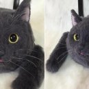 가방위에 고양이 이미지