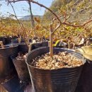 버들목장 이미지