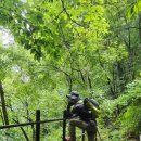 곰배령화원 Daum카페