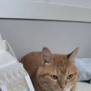 아이드큐 | 브리지테일 고양이 데일리 케어 3종 후기｜페토세라 큐아이 드롭, 페토덴트 바이옴 덴탈워터, 워터리스...