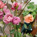 필립스(장미) 이미지